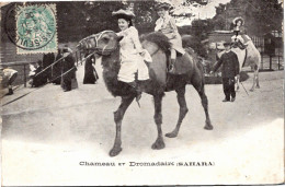 Paris - Jardin - Animaux  - Chameau Et Dromadaire (SAHARA) - Correspondance De Tilly Sur SEulles - Parks, Gardens