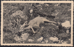Caccia - Cervo Ucciso Con Fucile Al Fianco - 1930 Fotografia D'epoca - Places
