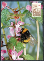 SUOMI FINLAND FINLANDIA FINLANDE 1954 BUMBLEBEES DANDELIONS SURTAX FOR TUBERCULOSIS 10 + 2m MAXI MAXIMUM CARD - Maximumkaarten