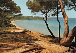 83 HYERES LES PALMIERS Ile De Porquerolles Plage De La Courtade  44 (scan Recto Verso)MF2796TER - Hyeres