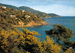 83 FREJUS Cote De L'esterel Mimosa Au Bord Des Calanques 29 (scan Recto Verso)MF2796UND - Sainte-Maxime