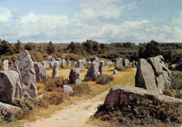 CARNAC  Alignements De Kerzhero à Erdeven   37 (scan Recto Verso)MF2797VIC - Carnac