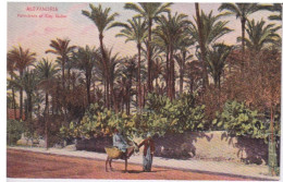 EGYPTE - EGYPT - ALEXANDRIA ALEXANDRIE -  PALMERAIE PALM TREES OF SIDY GABER - Alexandrië