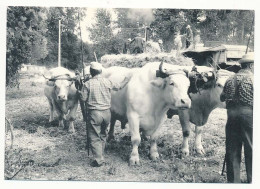 CPSM / CPM 10.5 X 15 Charente Maritime AIGREFEUILLE D'AUNIS  Fête Des Battages  Bœufs - Other & Unclassified