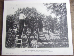 LA CUEILLETTE DES OLIVES EN PROVENCE - Aardrijkskunde