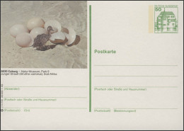 P134-j11/161 8630 Coburg - Natur-Museum Junger Strauß ** - Cartes Postales Illustrées - Neuves