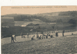 69 // DAREIZE   Pépinières De Vignes Greffées De Joseph COQUARD  Travaux De Plantation - Other & Unclassified