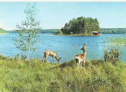 AK NORGE 1986 RADYR. - Storia Postale