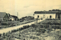 85 JARD SUR MER  Maison Forestière Et Avenue De La Mer   Cpsm  2 Scans - Sonstige & Ohne Zuordnung