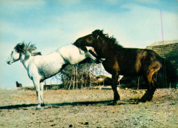CHEVAL-CRINIERE AU VENT EN CAMARGUE-horse-paard - Caballos
