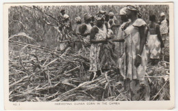 Gambie, Récolte /Ouvrières Au Travail - Gambia