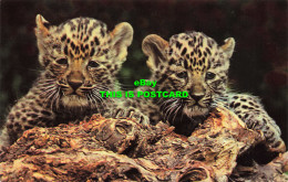 R576867 Chinese Leopard Cubs. M. Lyster. Zoological Society Of London - Sonstige & Ohne Zuordnung