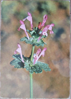 ISRAEL GREAT HENBIT WILD FLOWER CP AK PC KARTE CARD POSTCARD CARTOLINA ANSICHTSKARTE CARTA POSTALE POSATKARTE TARJETA - Israele