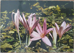 ISRAEL MEADOW SAFFRON WILD FLOWER CP PC KARTE CARD POSTCARD CARTOLINA ANSICHTSKARTE CARTA POSTALE POSATKARTE TARJETA - Israele