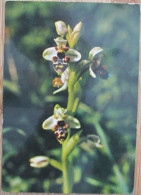 ISRAEL DINSMORES OPHRYS WILD FLOWER CP PC KARTE CARD POSTCARD CARTOLINA ANSICHTSKARTE CARTA POSTALE POSATKARTE TARJETA - Israele