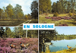 45-EN SOLOGNE-N°C4076-C/0393 - Andere & Zonder Classificatie