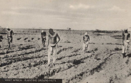 South Africa Planting Ground Nuts Industry Agriculture Old Postcard - Non Classés