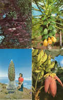 Hawaii Sausage Tree Papaia Banana Blossom Silversword 4x Postcard S - Andere & Zonder Classificatie