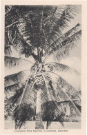 Zanzibar Giant Cocoanut Cocoa Tree Africa Old Postcard - Ohne Zuordnung