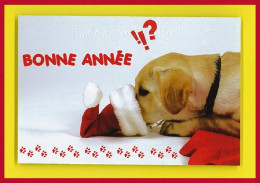 Animaux-07M Jeune Labrador Le Museau Dans Un Bonnet De Père Noël Union Nationale Des Aveugles - Chiens