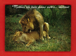 Animaux-11PH ""mettez Un Lion Dans Votre Moteur"", Lion Et Lionne, BE - Leeuwen