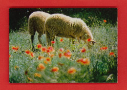 Animaux-12PH Moutons, Les Deux Jumeaux, Moutons Paissant Dans Un Champ, Coquelicots, BE - Sonstige & Ohne Zuordnung