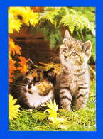 Animaux-16P 2 Chatons Dans L'herbe, Fleurs, BE - Chats
