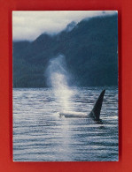 Animaux-49PH7 Une Baleine, BE - Autres & Non Classés