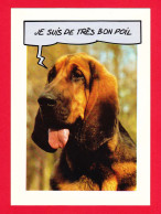 Animaux-56PH13 Un Chien ""je Suis De Très Bon Poil"", BE - Perros