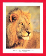 Animaux-66PM Un Lion D'Afrique Du Sud, (panthera Leo) TBE - Leones