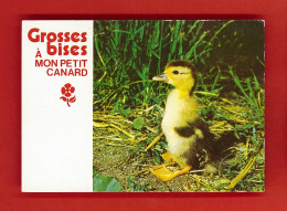 Animaux-72PH5 Animaux Humoristiques ""grosses Bises à Mon Petit Canard"", Caneton, BE - Birds