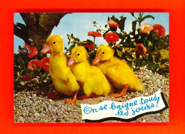 Animaux-73PH5 Animaux Humoristiques ""on Se Baigne Tous Les Jours"" 3 Petits Canards, BE - Uccelli