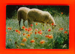 Animaux-81PH5 Les Deux Jumeaux, 2 Moutons Paissant, Coquelicots, BE - Autres & Non Classés