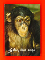 Animaux-87PH5 Singe ""salut, Vieux Singe"", BE - Monkeys