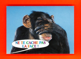 Animaux-89PH5 Singe Chimpanzé ""ne Te Cache Pas La Face"", BE - Affen