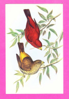 Animaux-108PH21 Cipaye écarlate, Haematospiza Sipahi, édité Par Le Comité National De L'enfance, BE - Birds