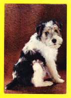 Animaux-117P14 Un Fox Terrier, BE - Hunde