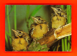 Animaux-125PH15 Trois Petits Oiseaux Sur Une Branche - Birds