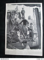 Lo Sbarco E La Pesatura Dei Merluzzi A Granville Stampa Del 1905 - Other & Unclassified