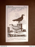 Gabbiano E Labbe O Stercorario Incisione Rame 1813 Buffon Uccello Ornitologia - Vor 1900