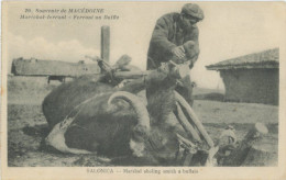 Marechal Ferrant Buffle Blacksmith With Buffalo Macedonia Tresor Postes 510 - Sonstige & Ohne Zuordnung