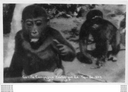 COMPAGNIE ZOOLOGIQUE DE YAUNDE CAMEROUN GORILLE R4 - Kameroen