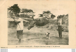 CONGO FRANCAIS TRANSPORT D'UN BOEUF SAUVAGE A LA FACTORERIE COLLECTION J.F. - Frans-Kongo