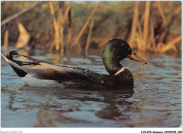 AJXP10-0991 - ANIMAUX - Colvert - Birds