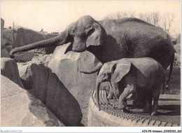 AJXP9-0968 - ANIMAUX - Un Elephant D'asie Femelle Et Micheline - Jeune Elephant D'afrique - Éléphants