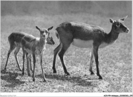 AJXP9-0972 - ANIMAUX - Un Groupe De Gazelles De L'inde - Sonstige & Ohne Zuordnung