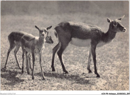 AJXP9-0964 - ANIMAUX - Un Groupe De Gazelles De L'inde - Sonstige & Ohne Zuordnung