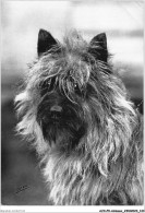 AJXP9-0959 - ANIMAUX - CAIRN - TERRTER - Hunde