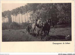 AJXP9-0960 - ANIMAUX - Compagnons De Labeur - Chevaux