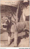 AJXP9-0941 - ANIMAUX - AOF - Un Lion - Löwen